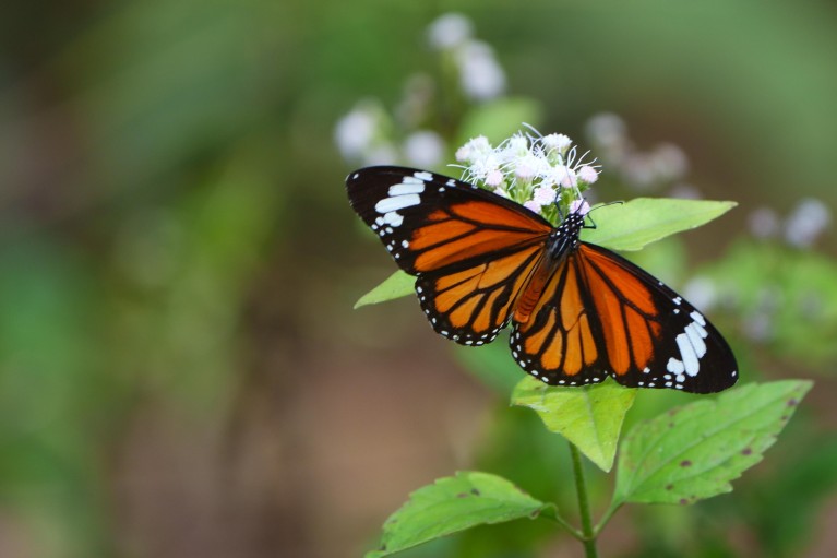 Butterflies evolved 100 million years ago in North America