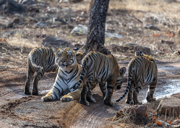 Saving tigers saves on carbon emissions