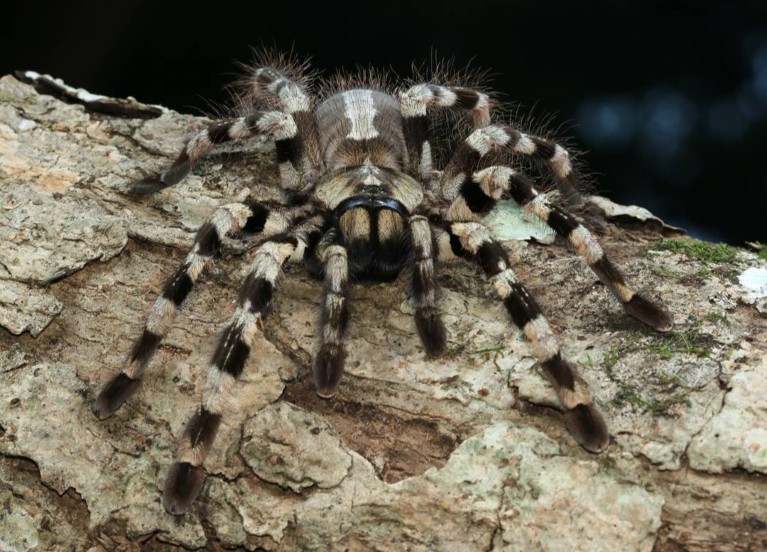 Miniature tarantulas crawl the Western Ghats