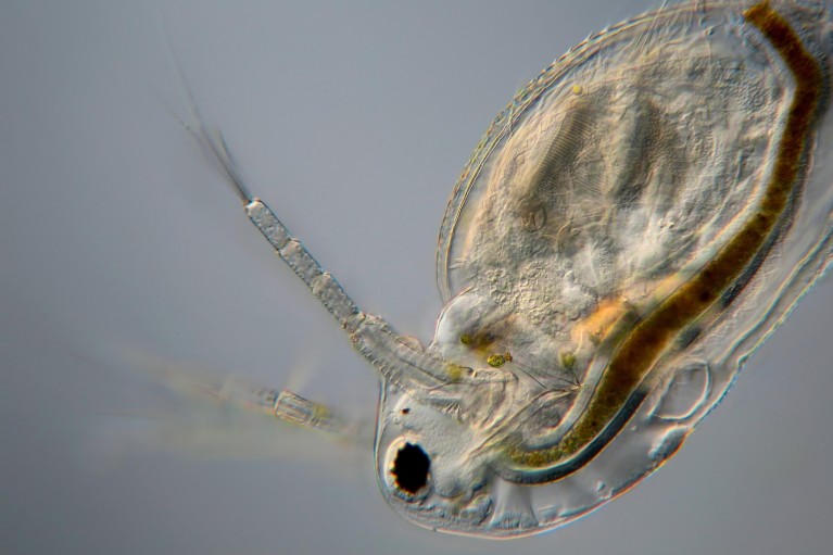 New species of terrestrial waterflea discovered in the Western Ghats – Nature.com