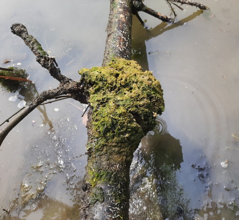 Bacteria in freshwater sponges reveal metal pollution in Sundarbans