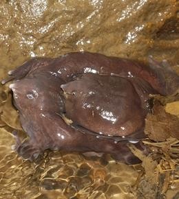 Listening to the call of an earless purple frog