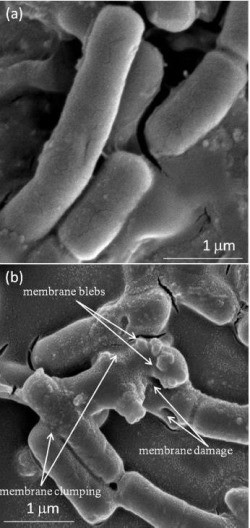 Shocking bacteria to death