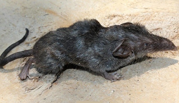 New mammal species discovered in the Andaman islands