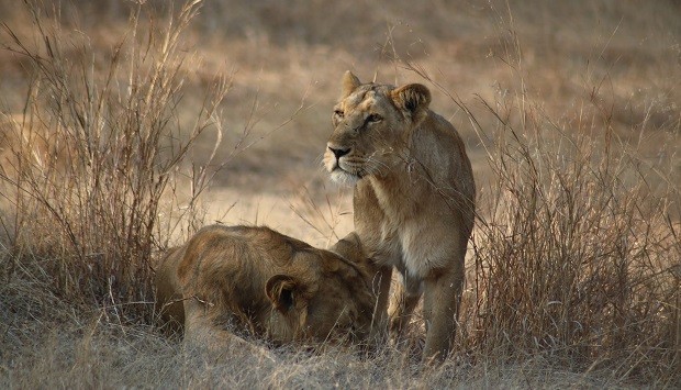 Coronavirus: 4 more tigers, 3 lions test positive for COVID-19 at