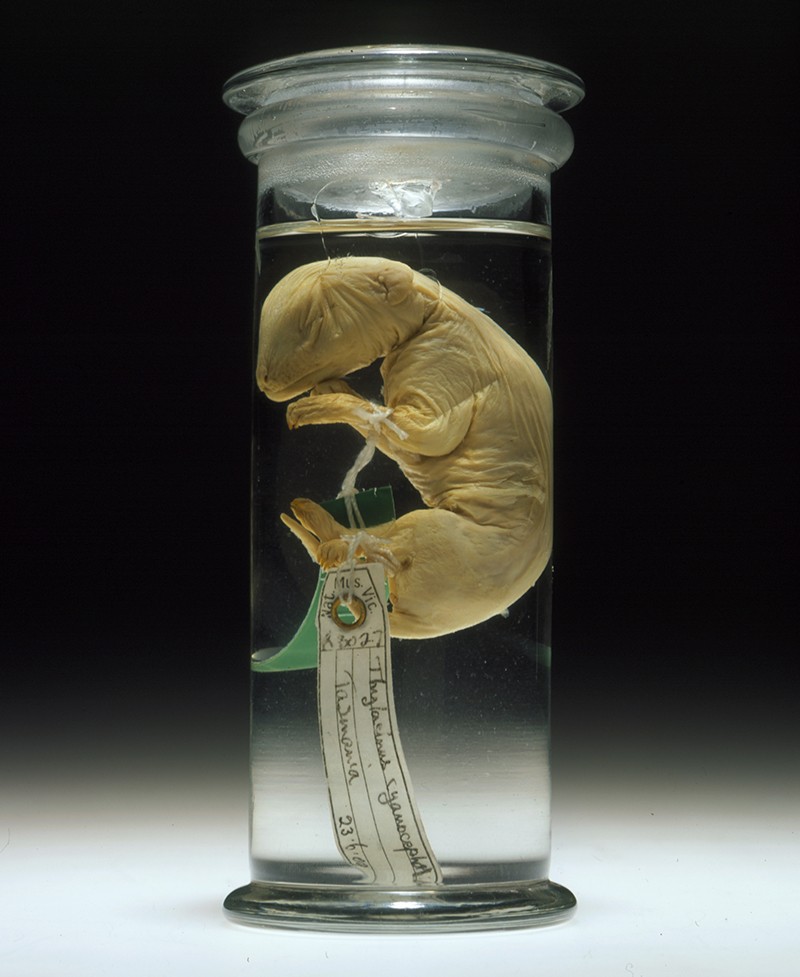 Thylacine pup specimen C5757 preserved in jar.