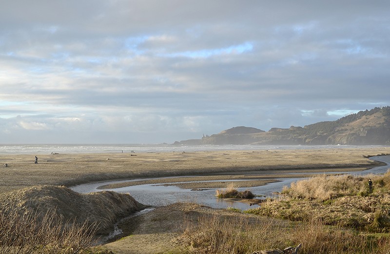 A marshy field on the Oregon Coast in the early evening.