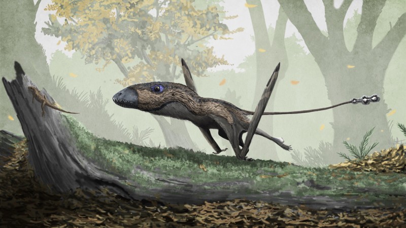 Dimorphodon in pursuit of prey