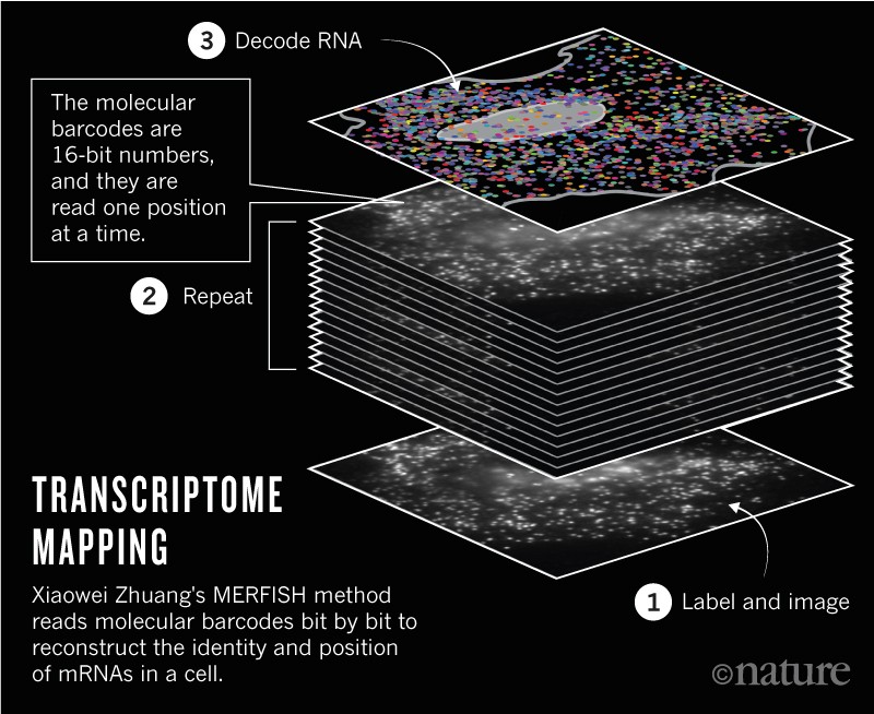 Graphic showing how transcriptome mapping works