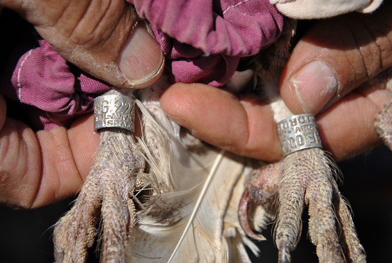 An owl's legs with two bands to identify the bird in both regions.