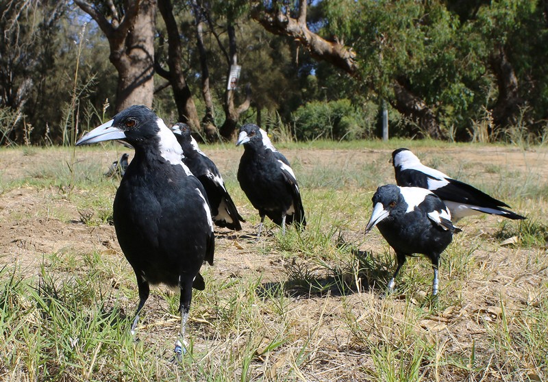 Brainpower boost for birds in large groups