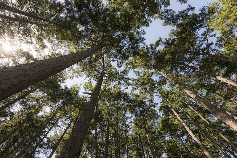 Looking up into Douglas firs, Washington - USA.