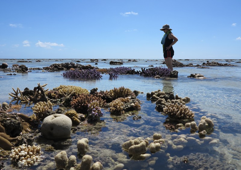 Sandra Binning observes damselfishes sheltering among the coral