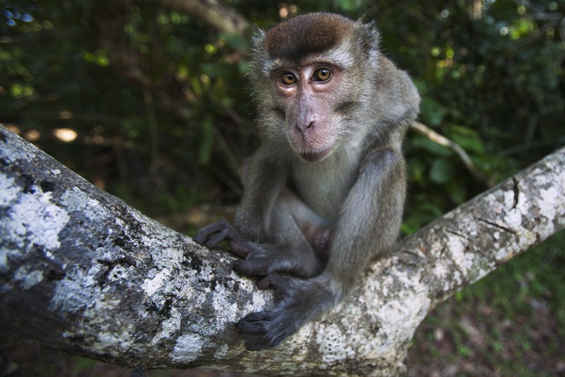 Long-tailed macaque staring at the camera curiously in Bako National Park, Borneo, Malaysia.