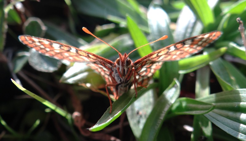 Precarious Preferences Wipe Out A Butterfly Population