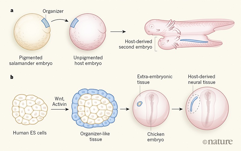 does regeneron use embryonic stem cells
