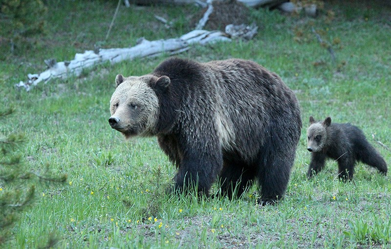 A mother grizzly and her cub