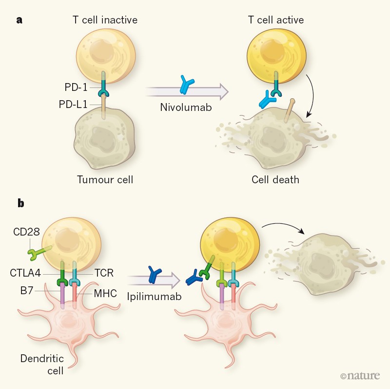 New windows open for immunotherapy in lung cancer