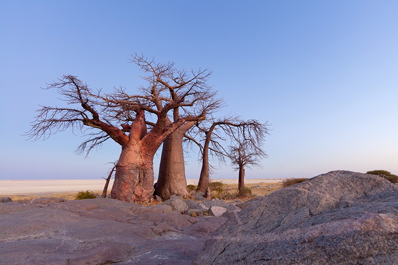 Africa S Majestic Baobab Trees Are Mysteriously Dying
