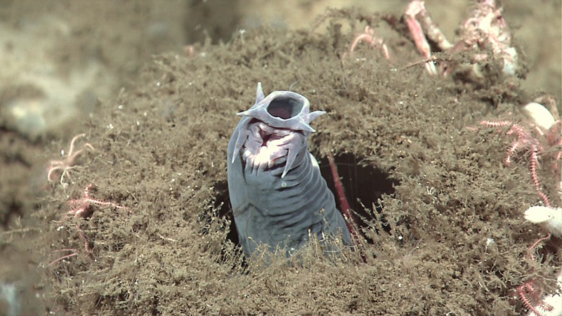 A hagfish rears upwards from a sponge (underwater photograph)