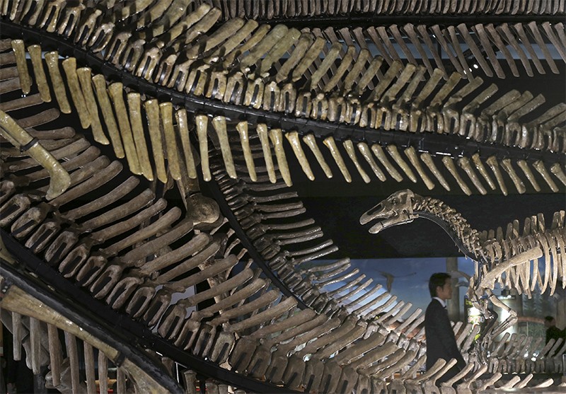 A man walks amongst replicas of dinosaur skeletons at a 2012 exhibition in Tokyo.