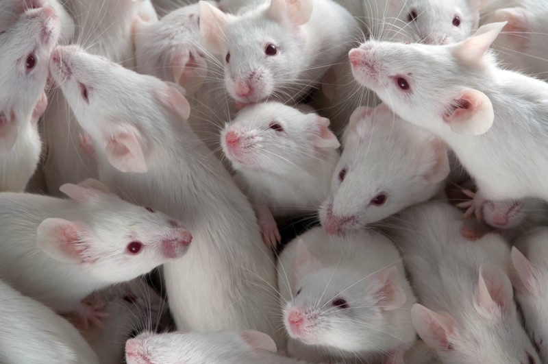 Ratones de laboratorio (Mus musculus)