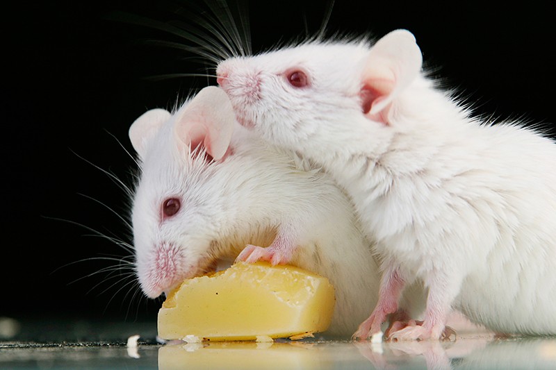 Two white mice eating cheese on a reflective surface with a black background