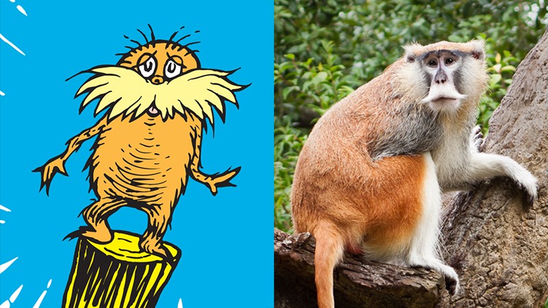 Left - illustration of the Lorax standing on a log looking anxious. Right - a patas monkey looking anxious in a tree.