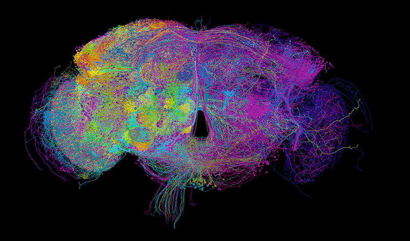 Multicoloured EM reconstruction of Drosophila neurons in the brain by the Full Adult Fly tracing community.