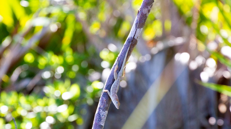 The Turks and Caicos anole (Anolis scriptus), on the island of Pine Cay