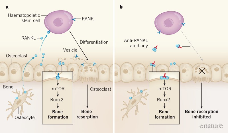 Receptor becomes a ligand to control bone remodelling