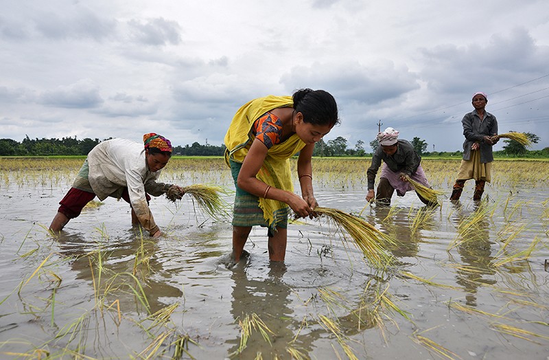 Four women plant rice saplings in a watery paddy field in India
