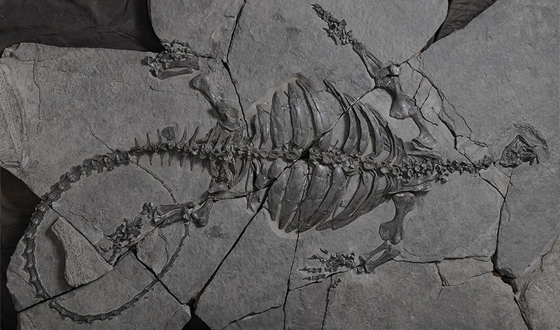 Fossil of a complete E. sinensis skeleton, as preserved.