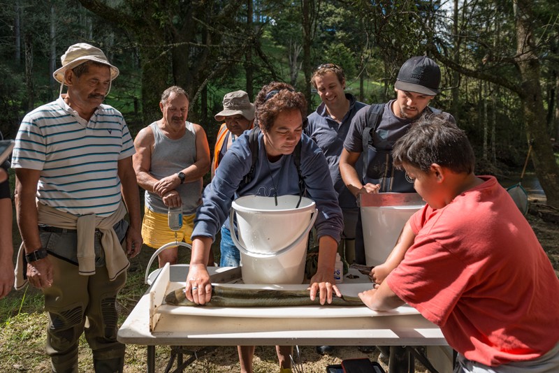 Māori community collaborates with researchers to study eels