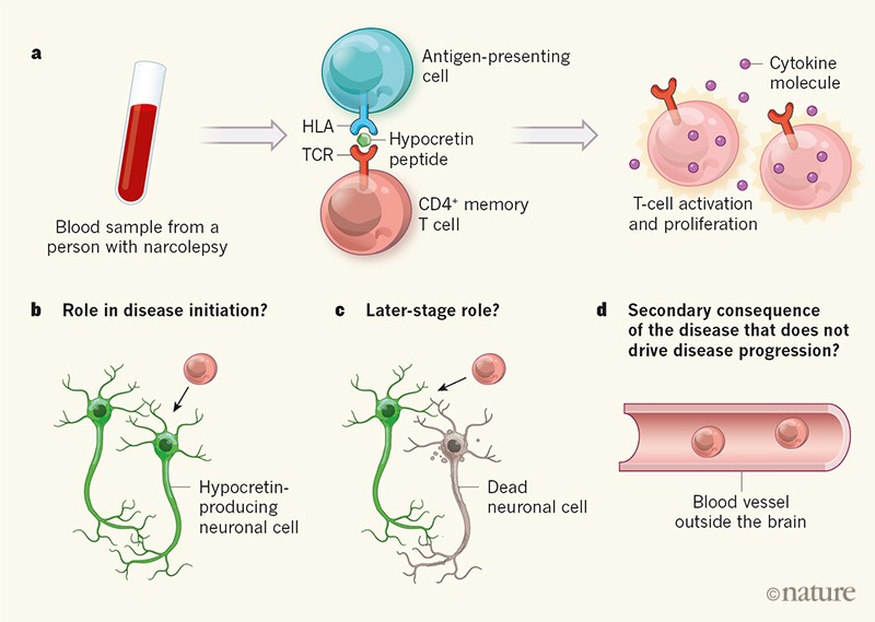 Put To Sleep By Immune Cells