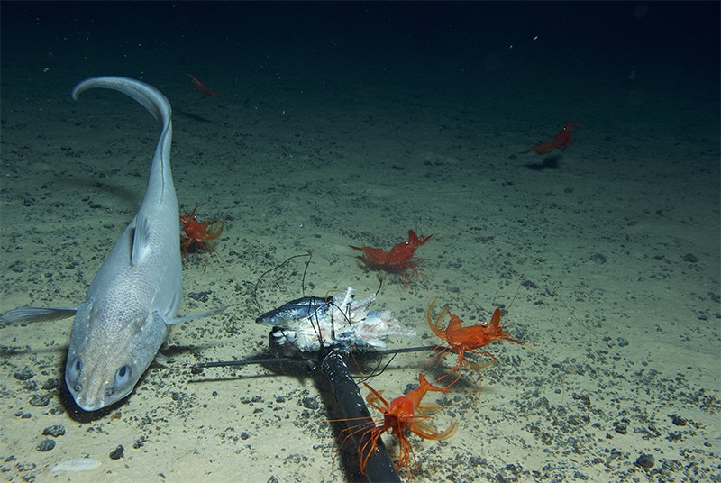 Discovery Of Vibrant Deep Sea Life Prompts New Worries Over Seabed