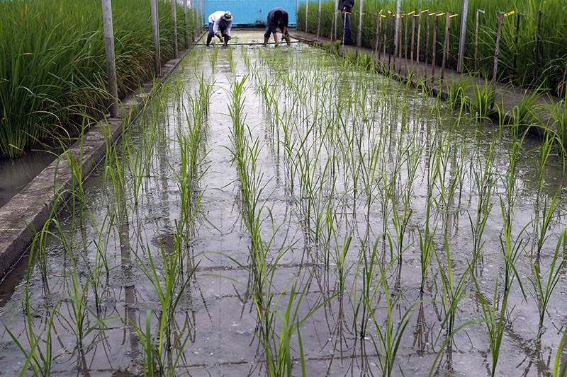 View of two people planting rice in rows in a watery section of a rice research laboratory.