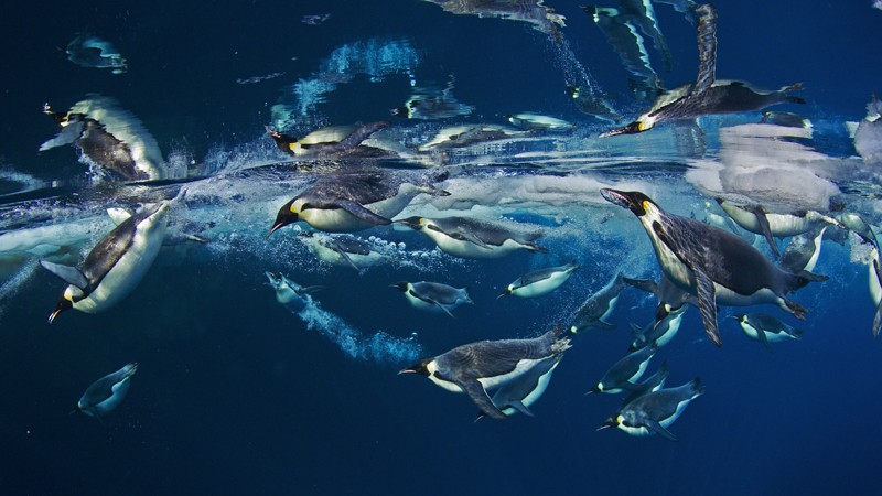 Penguins swim in the Ross Sea, Antarctica