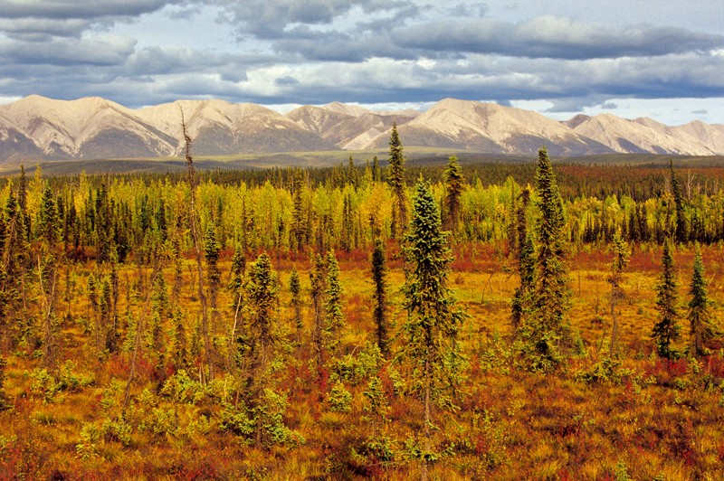 Boreal forest in the Yukon, Canada