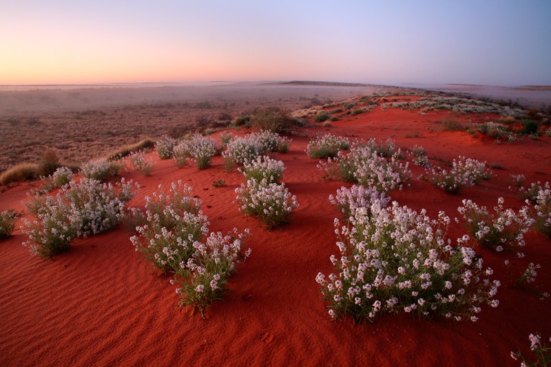 Wildflowers growing in the Simpson Desert, Australia