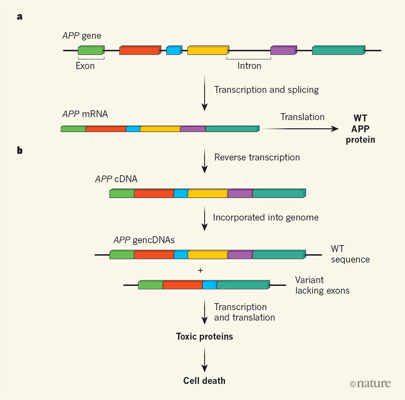 A newly discovered mechanism driving neuronal mutations in Alzheimer’s ...