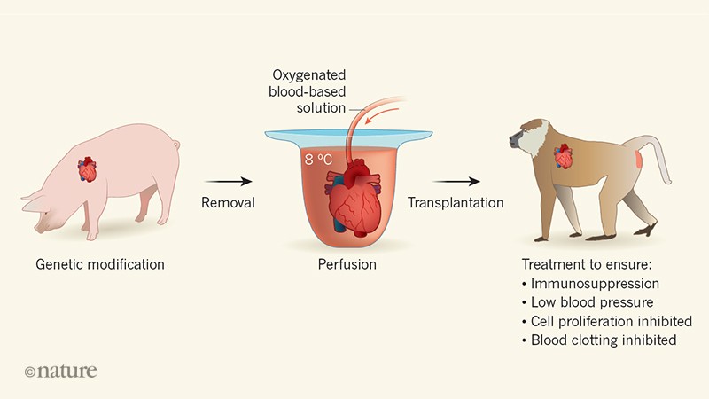 Success For Pig To Baboon Heart Transplants