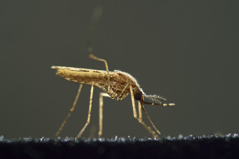 Malaria mosquito, closeup image