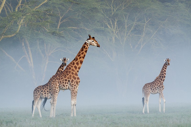 Rothschild's giraffes in the mist at dawn in Kenya