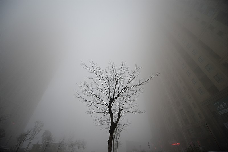 Buildings can just be seen behind a leafless tree during heavy smog in Jinan, China