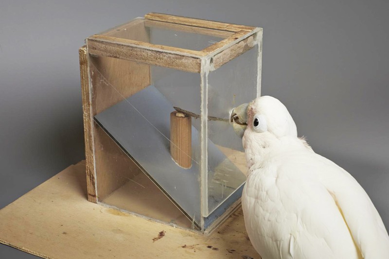 A Goffin cockatoo uses a cardboard tool to obtain food
