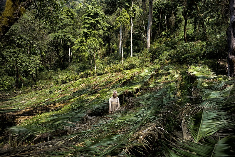 bladre Genoptag Drik Wild coffee species threatened by climate change and deforestation