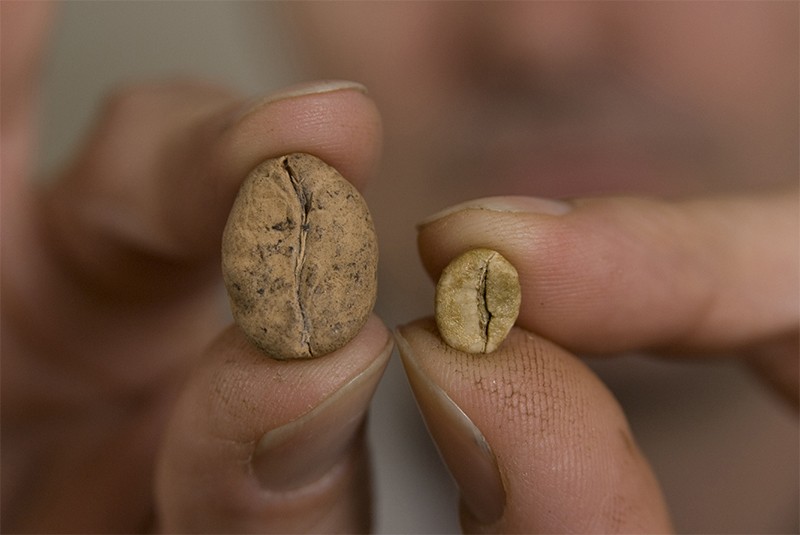 Hands hold up two threatened coffee species - Ambongo (l) and Arabica (r).