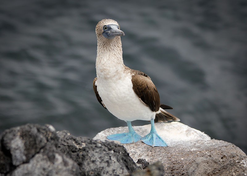 Blue-footed booby