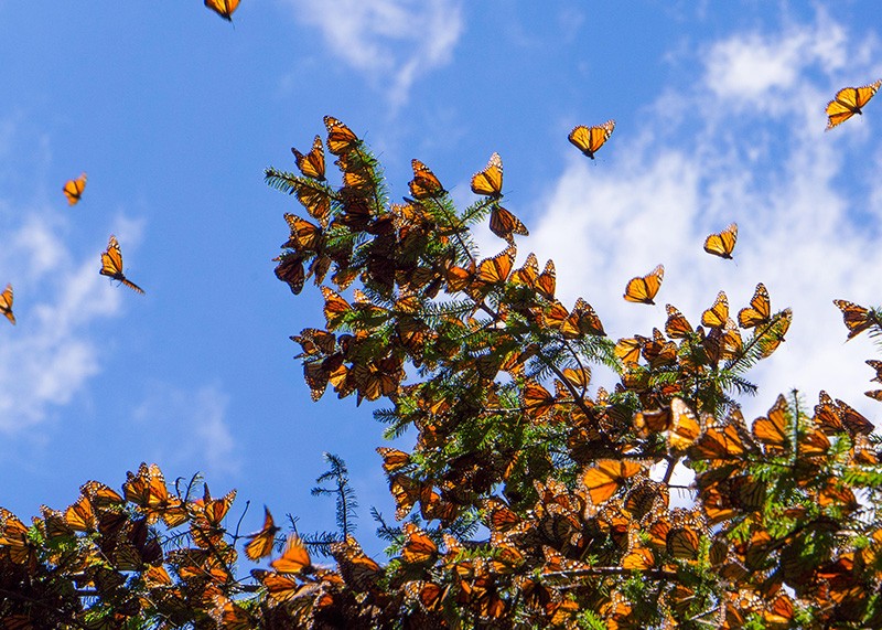 Monarch Butterflies on tree branch in Michoacan, Mexico